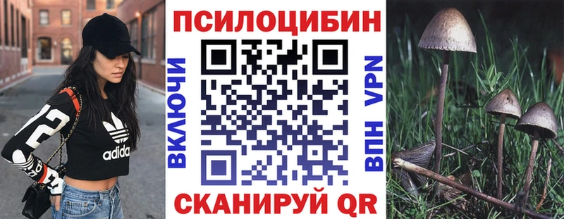 закладка  Нестеров  Псилоцибиновые грибы Psilocybine cubensis 
